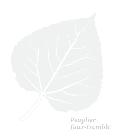 Trembling Aspen Leaf