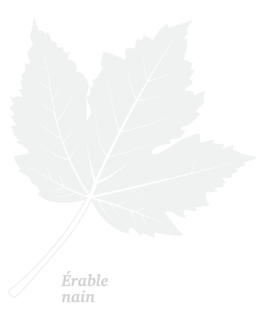 Douglas Maple Leaf