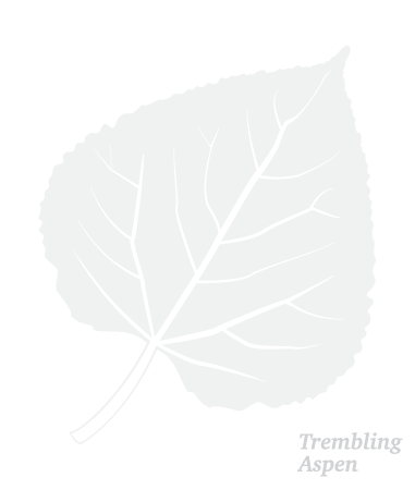 Trembling Aspen Leaf