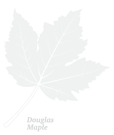 Douglas Maple Leaf