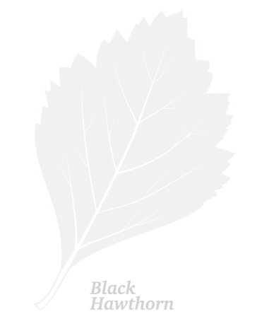 Black Hawthorn leaf