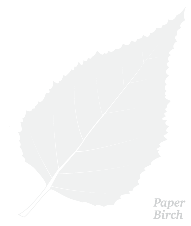 Paper Birch leaf